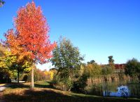 Foto: Heike Benkmann<br>Goldener Herbst im Bürgerpark