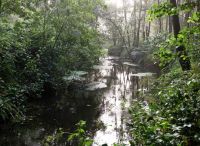 Foto: Thomas Lendt<br>Anfang August an der Wegbrücke NSG Pinnauquelle zwischen Ulzburg und Süd - der HU-Amazonas