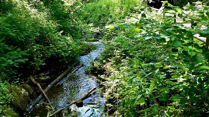 Fluss im Grünen